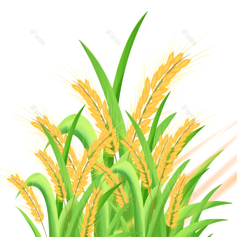 芒种图片,小满元素,秋天PNG,丰收免抠素材